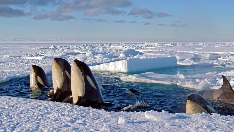 Frozen Planet image