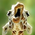 Giraffe profile photo