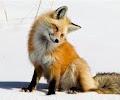 WitcherSchooloftheFox profile photo